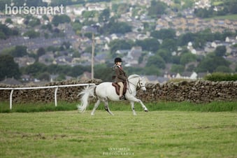 "Tank" Fleabitten Grey Gelding All Rounder