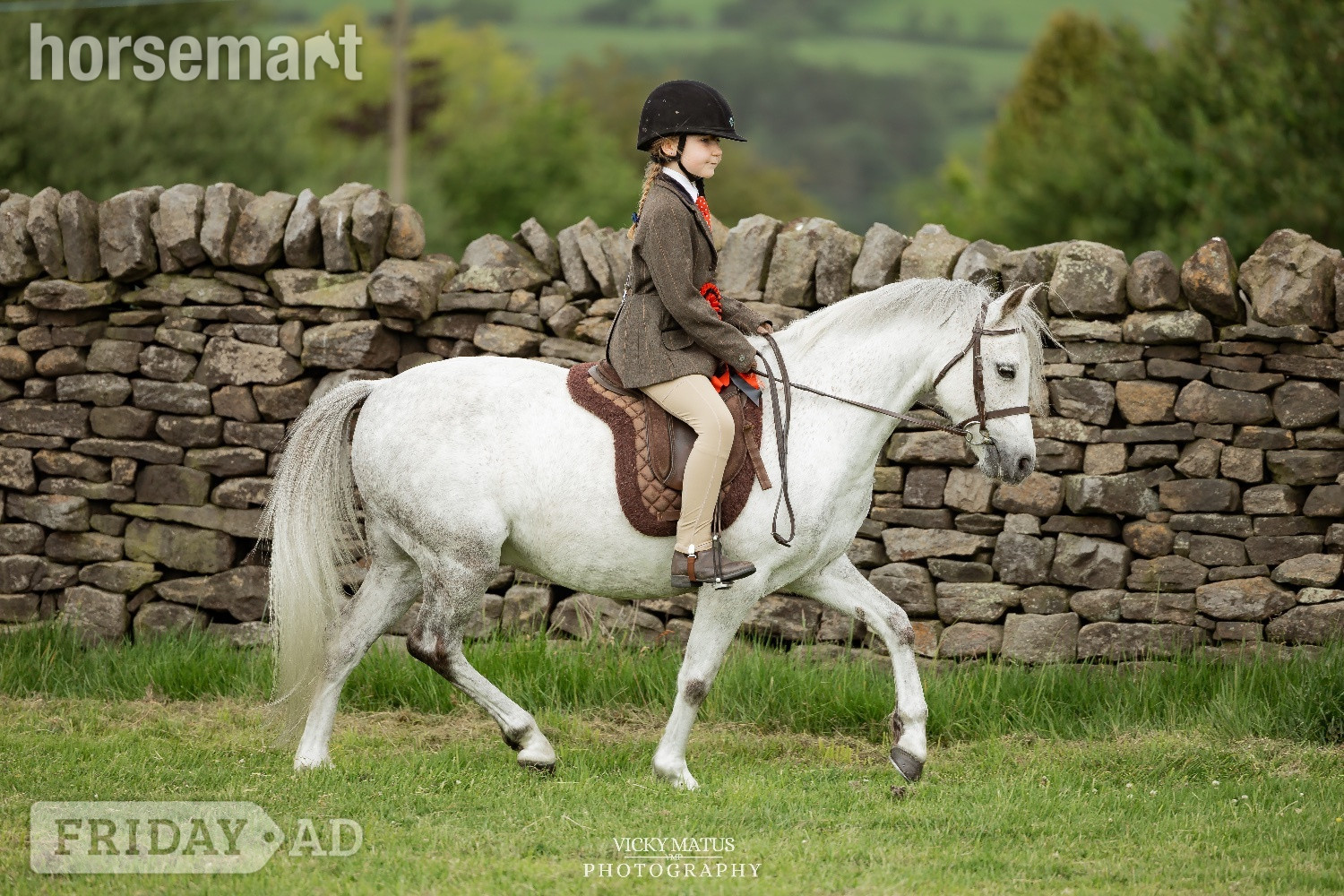 "Tank" Fleabitten Grey Gelding All Rounder