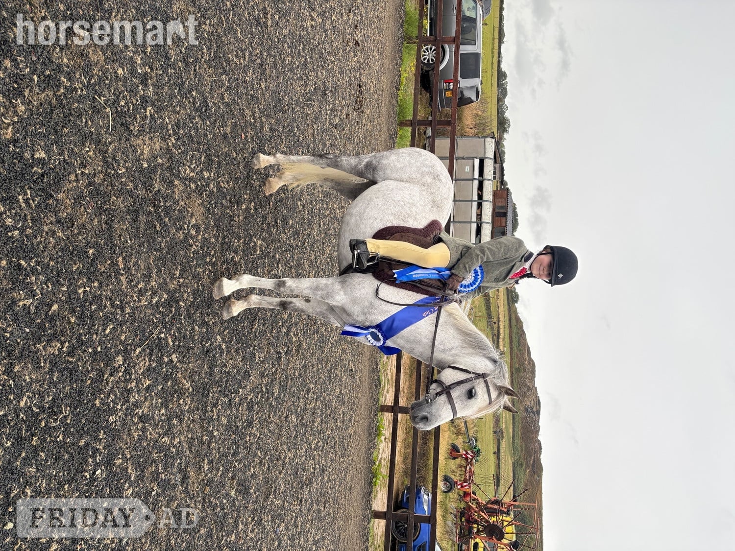 "Tank" Fleabitten Grey Gelding All Rounder - Horses
