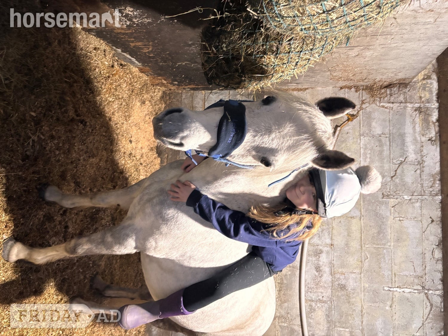 Bradford "Tank" Fleabitten Grey Gelding All Rounder