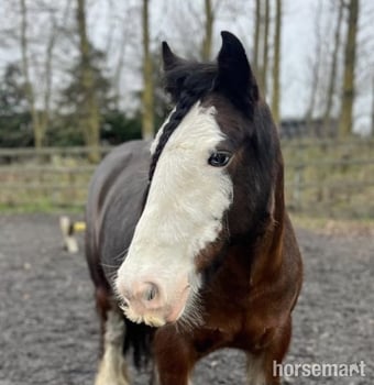 "May" Bay Mare All Rounder