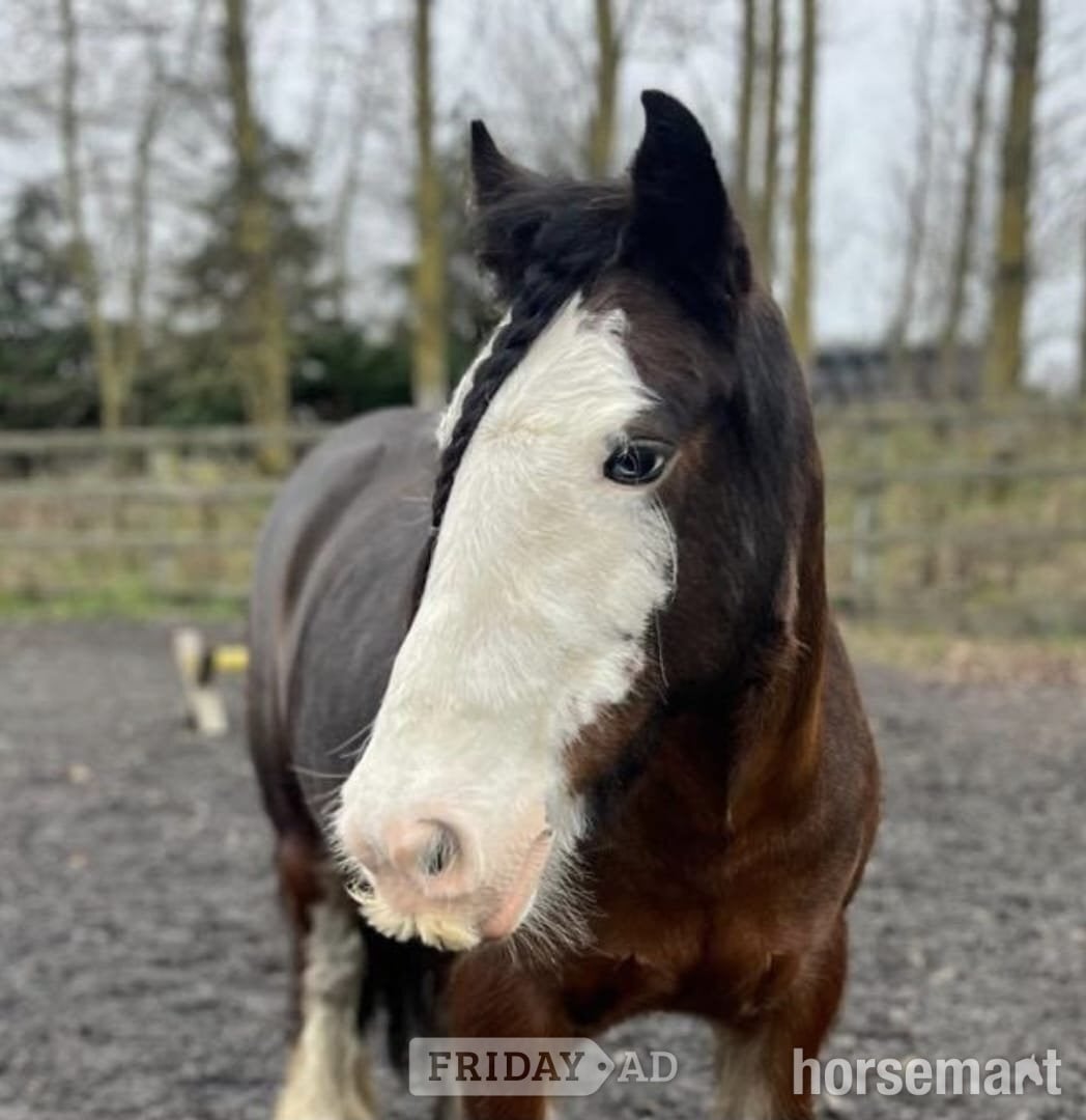 "May" Bay Mare All Rounder in Seaham