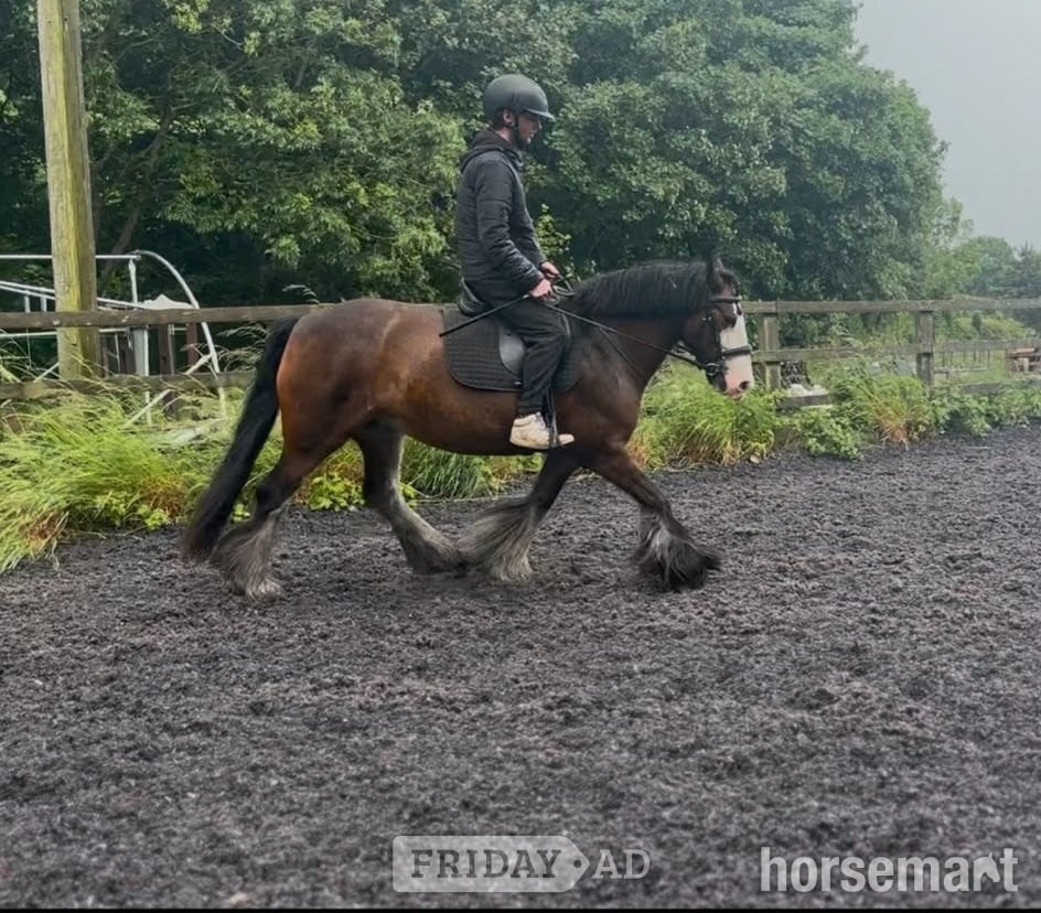 "May" Bay Mare All Rounder