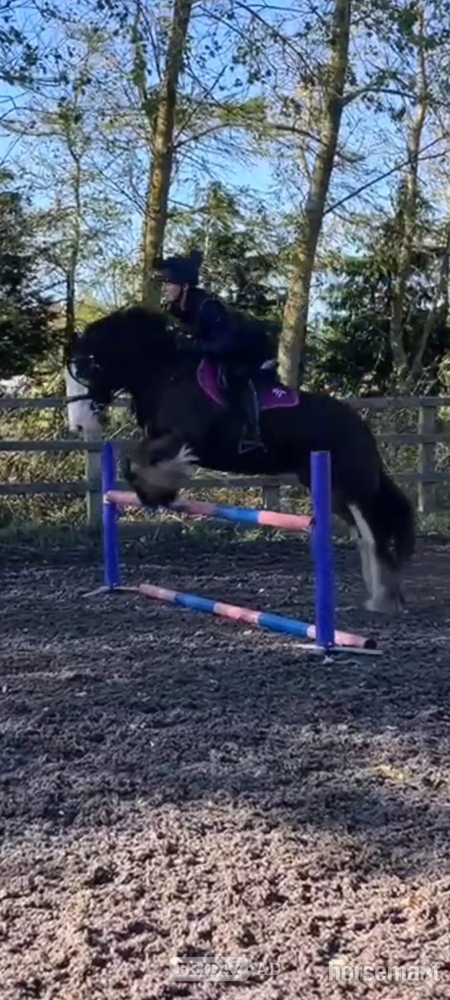 Seaham "May" Bay Mare All Rounder