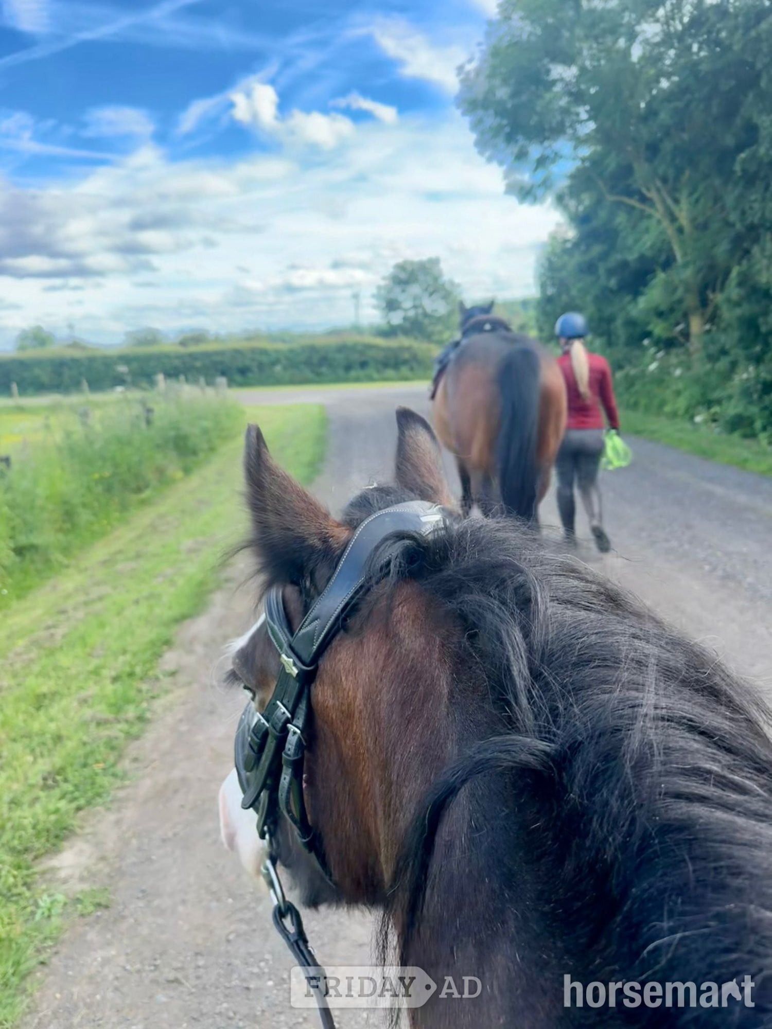 "May" Bay Mare All Rounder - Horses in Seaham