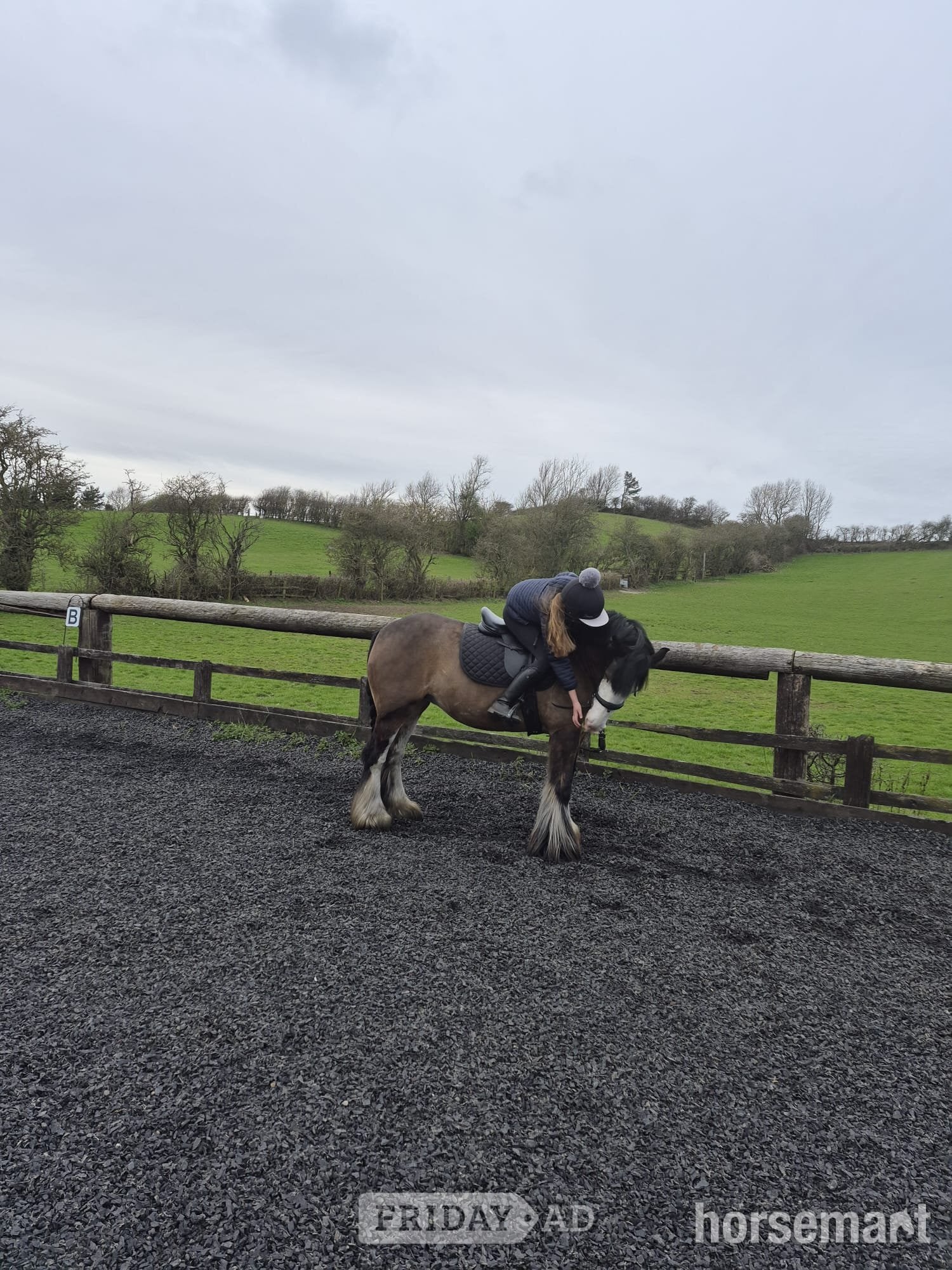 "May" Bay Mare All Rounder - Horses