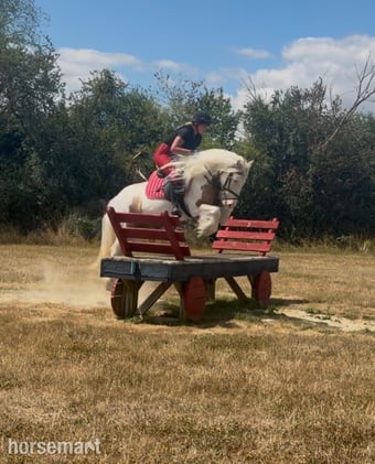 "Apricot " Lemon &amp; White Mare All Rounder