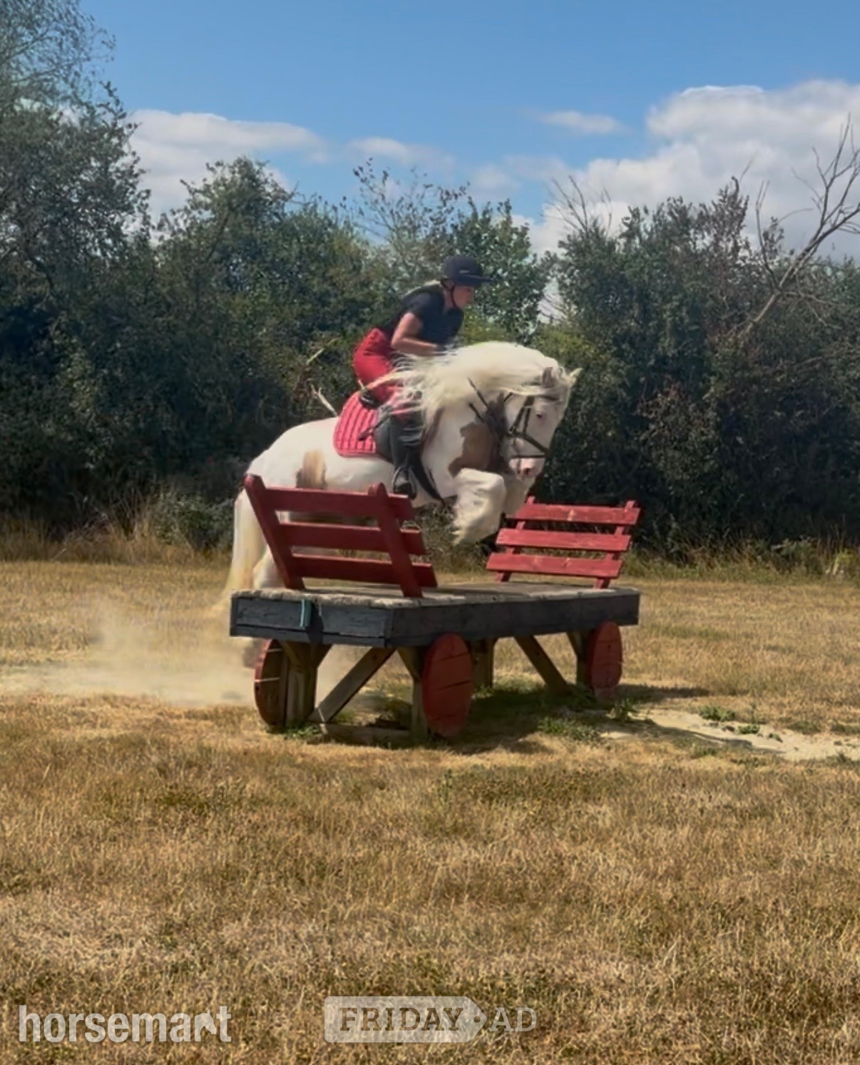 "Apricot " Lemon &amp; White Mare All Rounder in Bowers Gifford