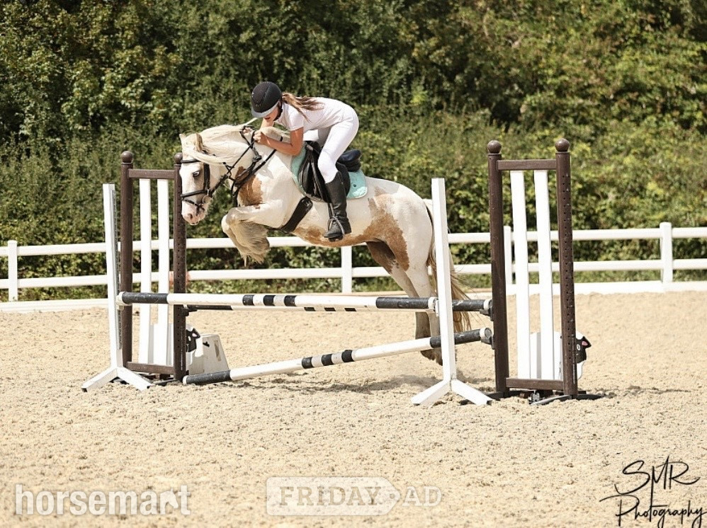 "Apricot " Lemon &amp; White Mare All Rounder