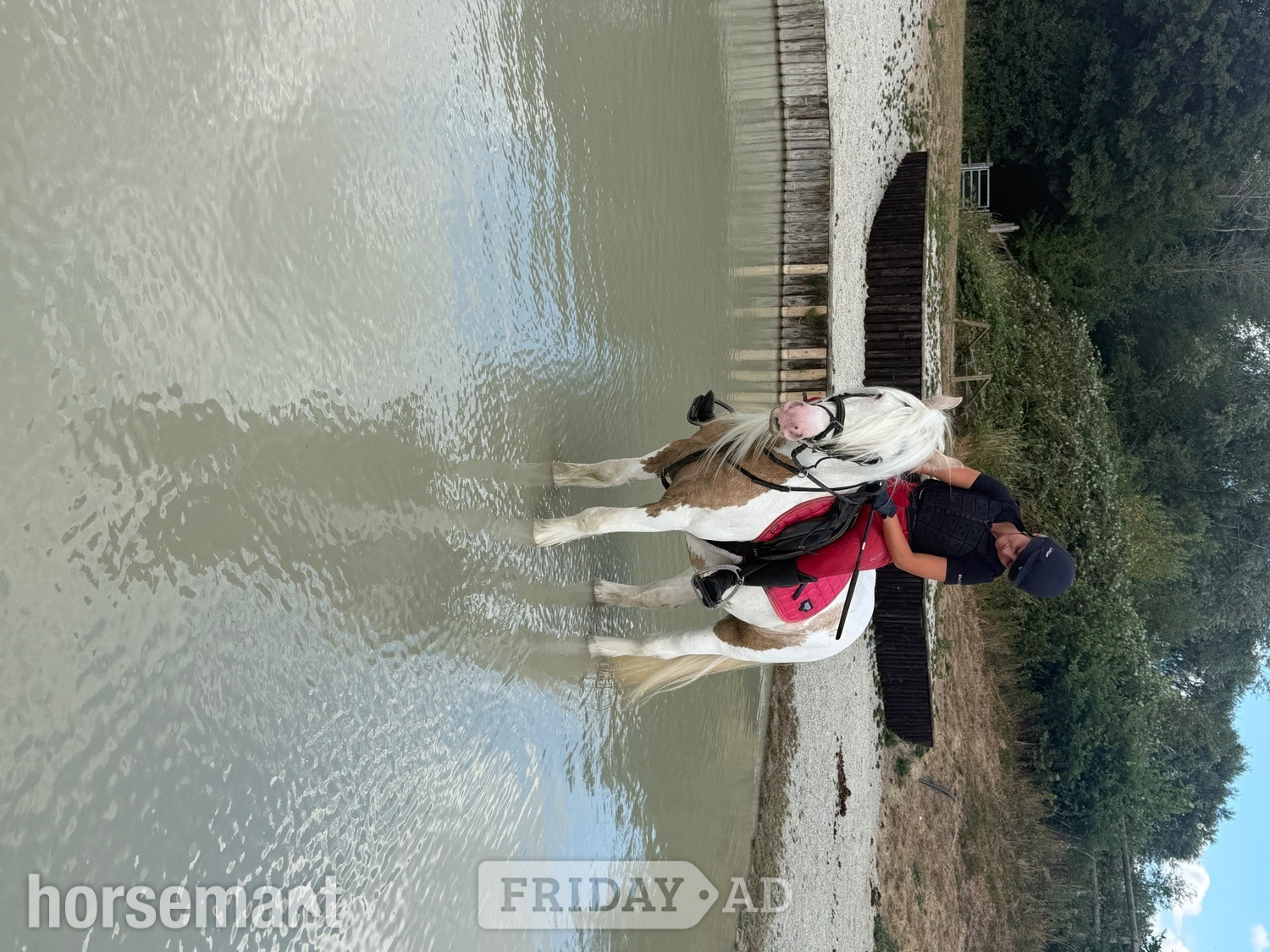 Bowers Gifford "Apricot " Lemon &amp; White Mare All Rounder