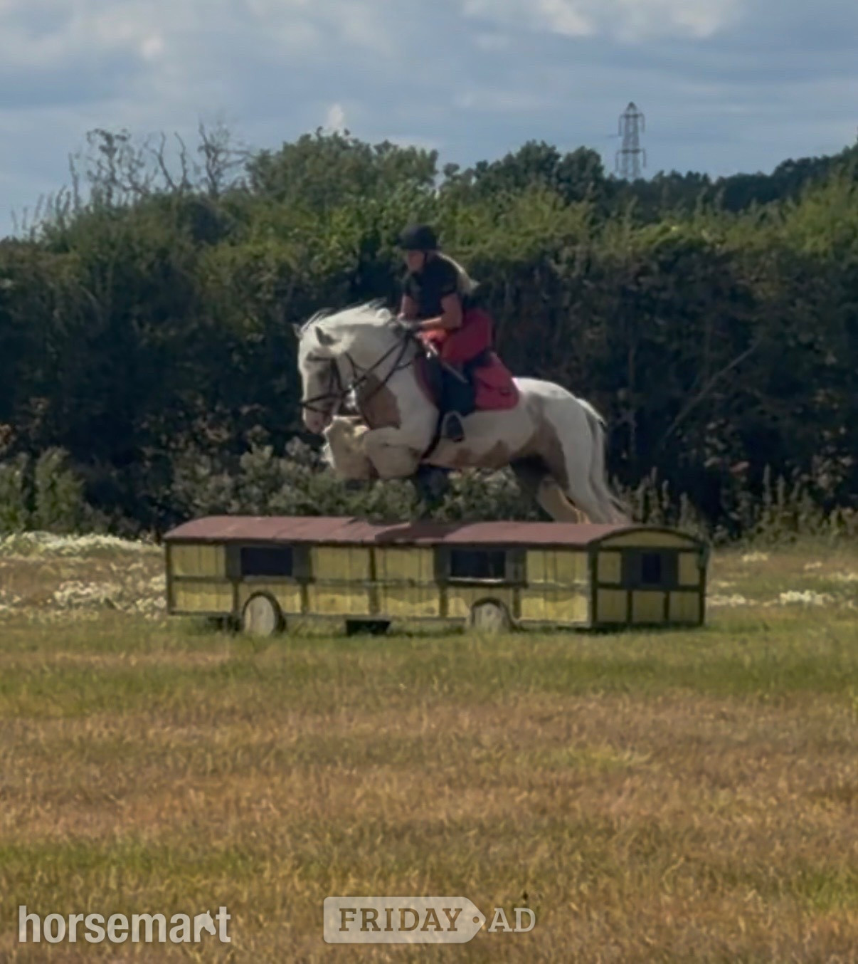 "Apricot " Lemon &amp; White Mare All Rounder - Horses in Bowers Gifford