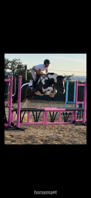 "Annie " Coloured Mare All Rounder
