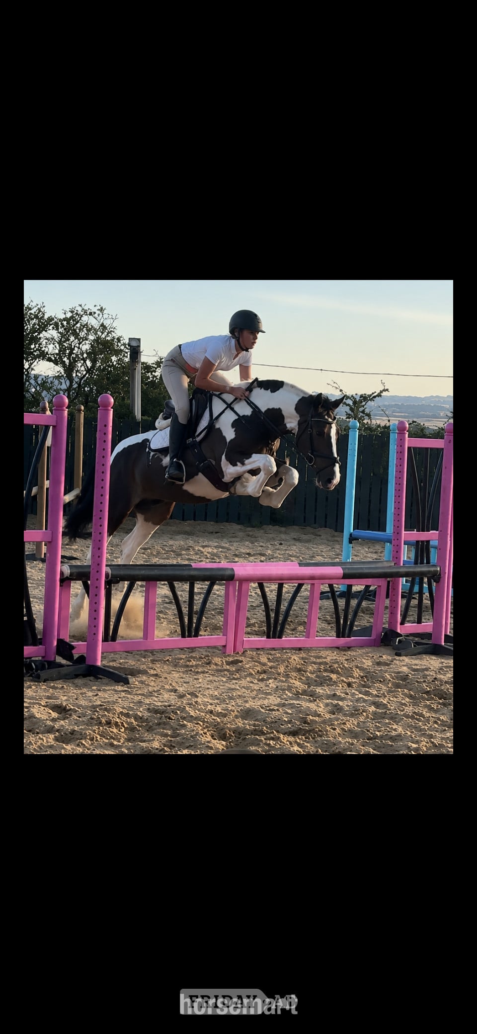 "Annie " Coloured Mare All Rounder in Durham