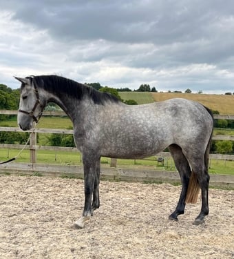 "Boleybawn Carlina" Grey Mare Broodmare