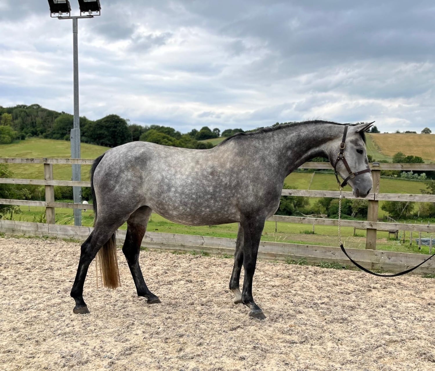 "Boleybawn Carlina" Grey Mare Broodmare