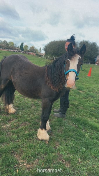 "Dennis" Bay Colt Family Horse