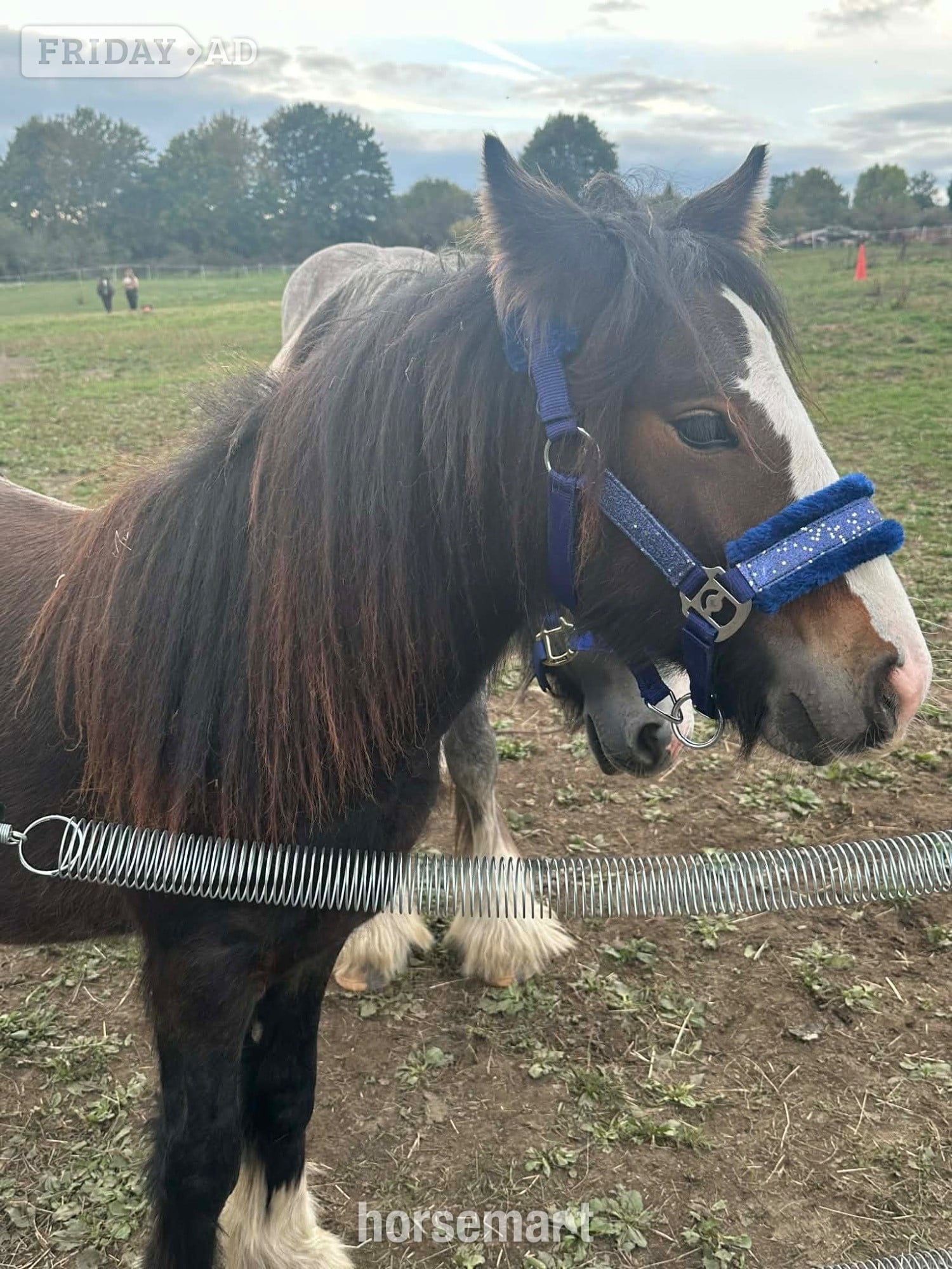 "Dennis" Bay Colt Family Horse - Horses in Rotherham