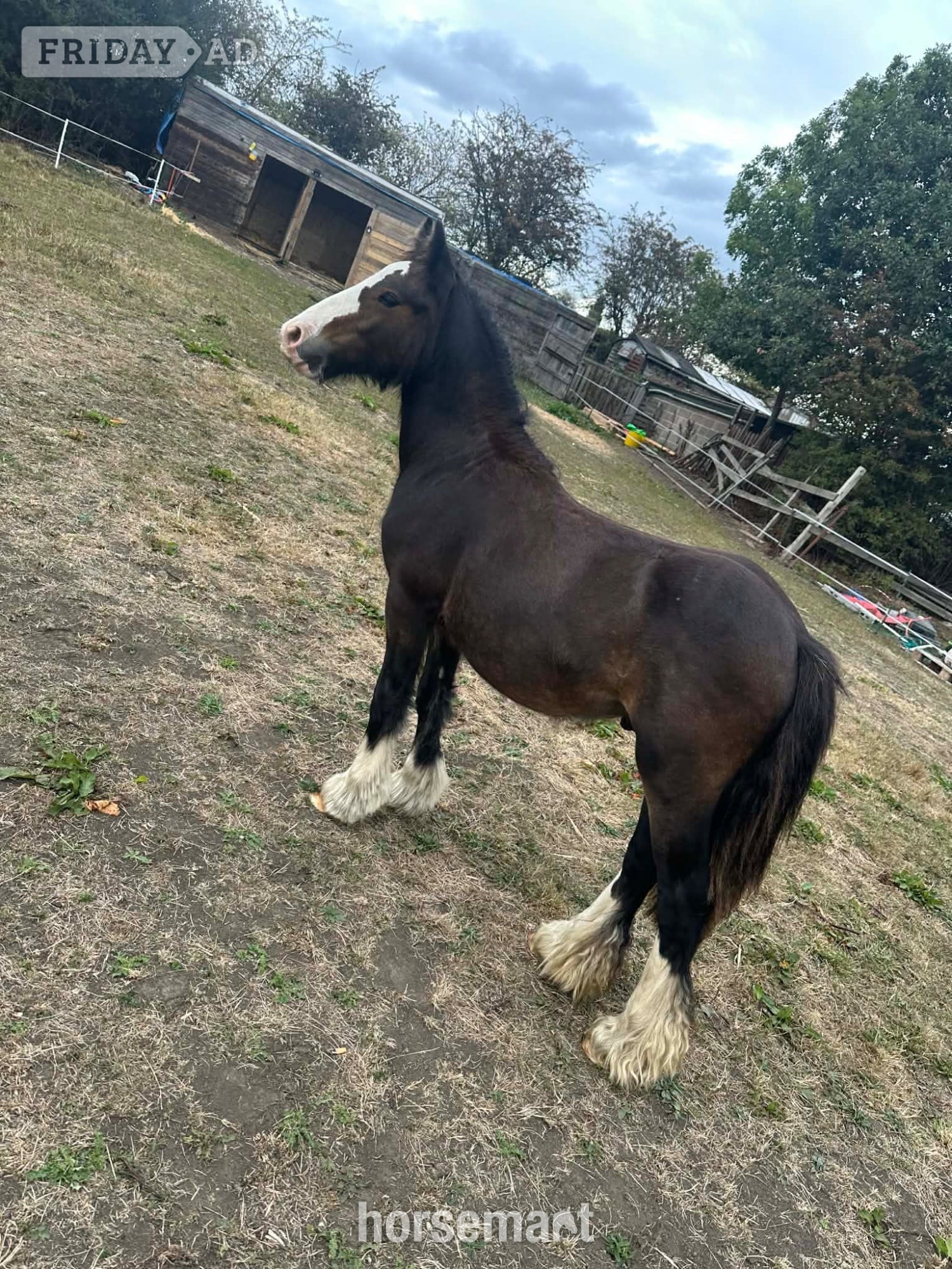 "Dennis" Bay Colt Family Horse