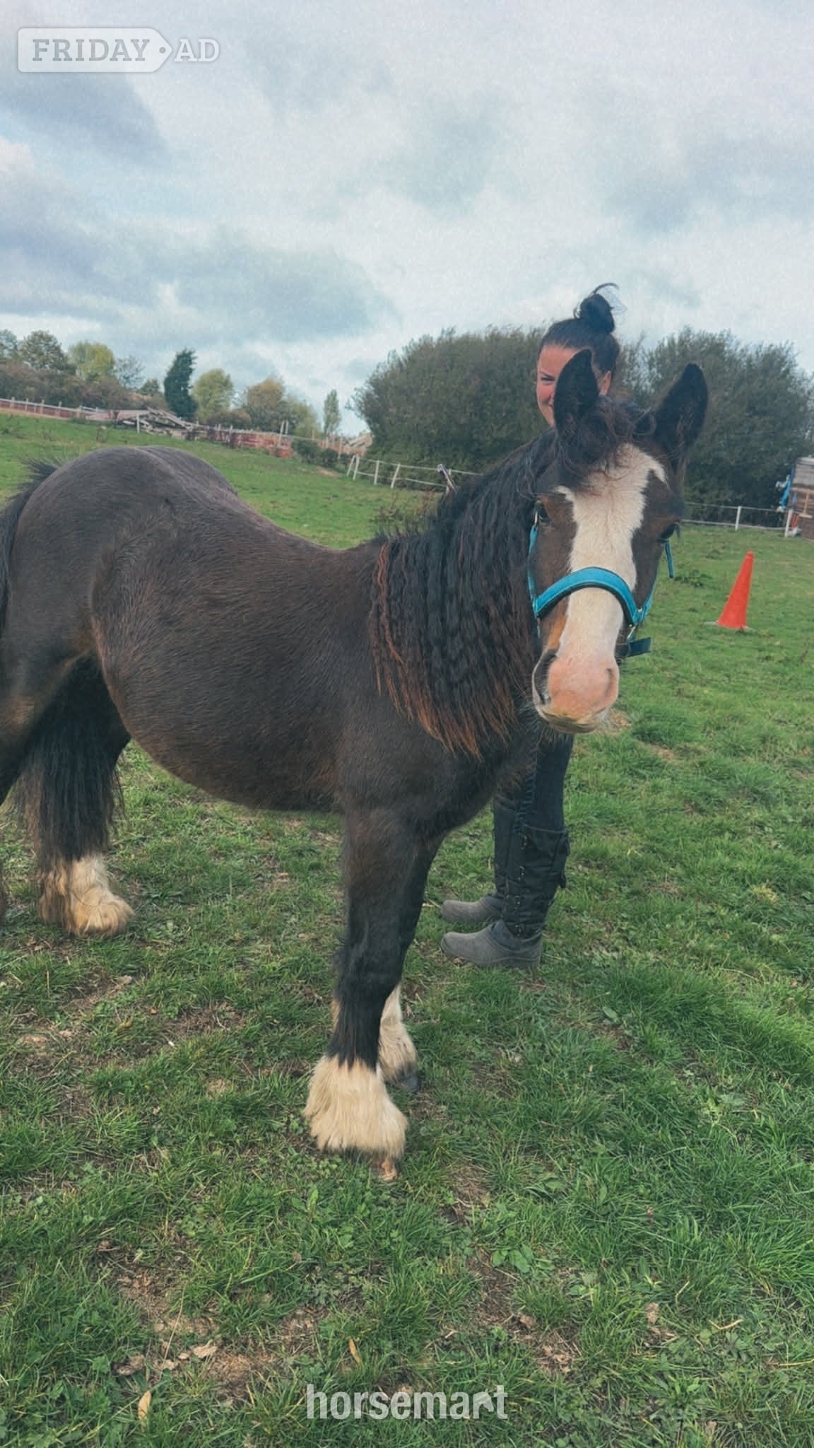 "Dennis" Bay Colt Family Horse in Rotherham