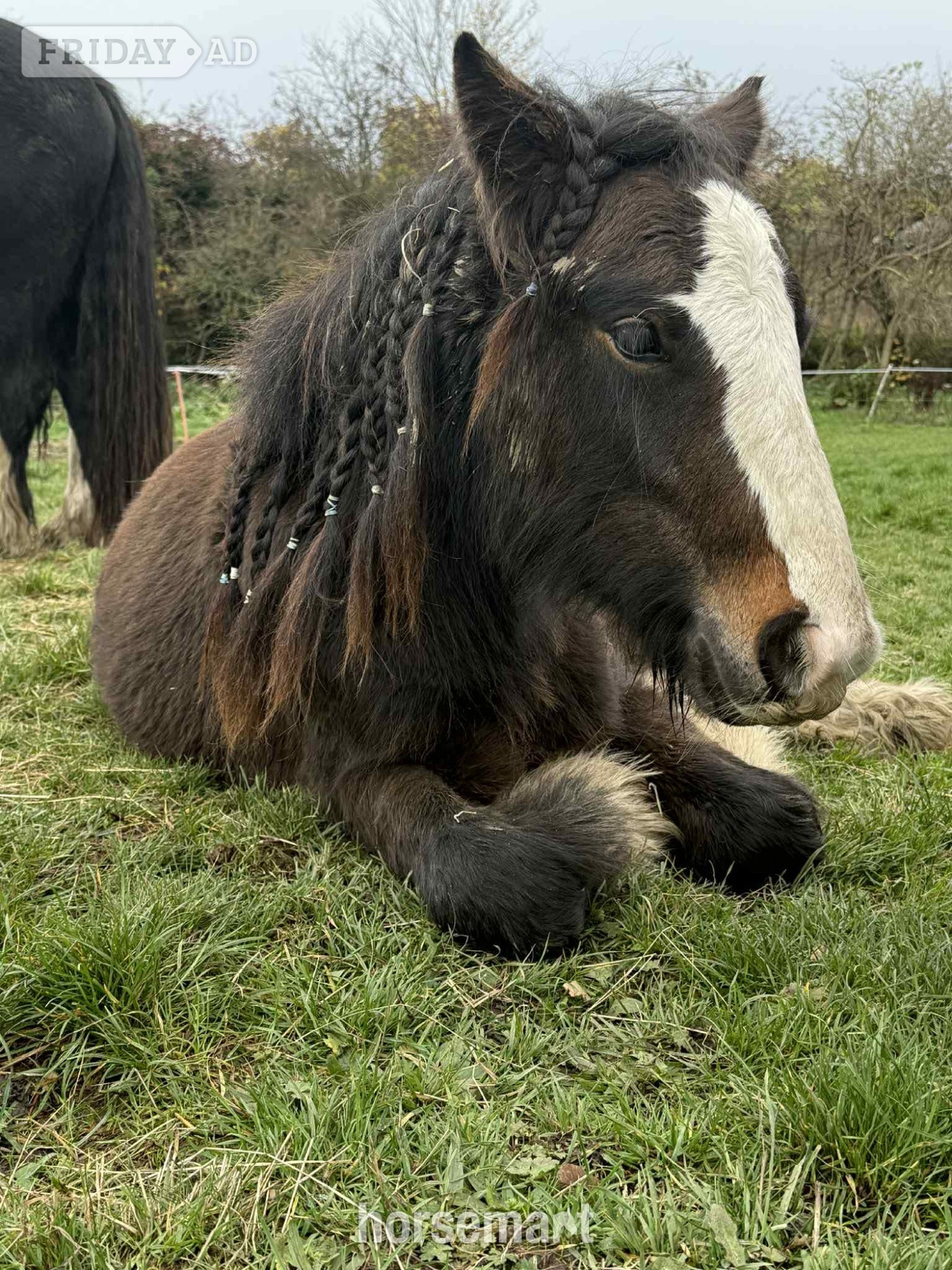 Rotherham "Dennis" Bay Colt Family Horse
