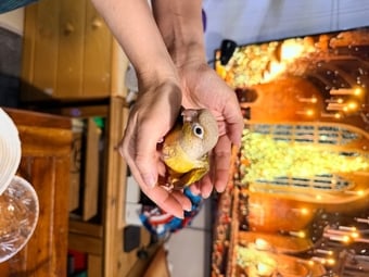 Hand-tamed Pineapple Green Cheek Conure babies – £380 each