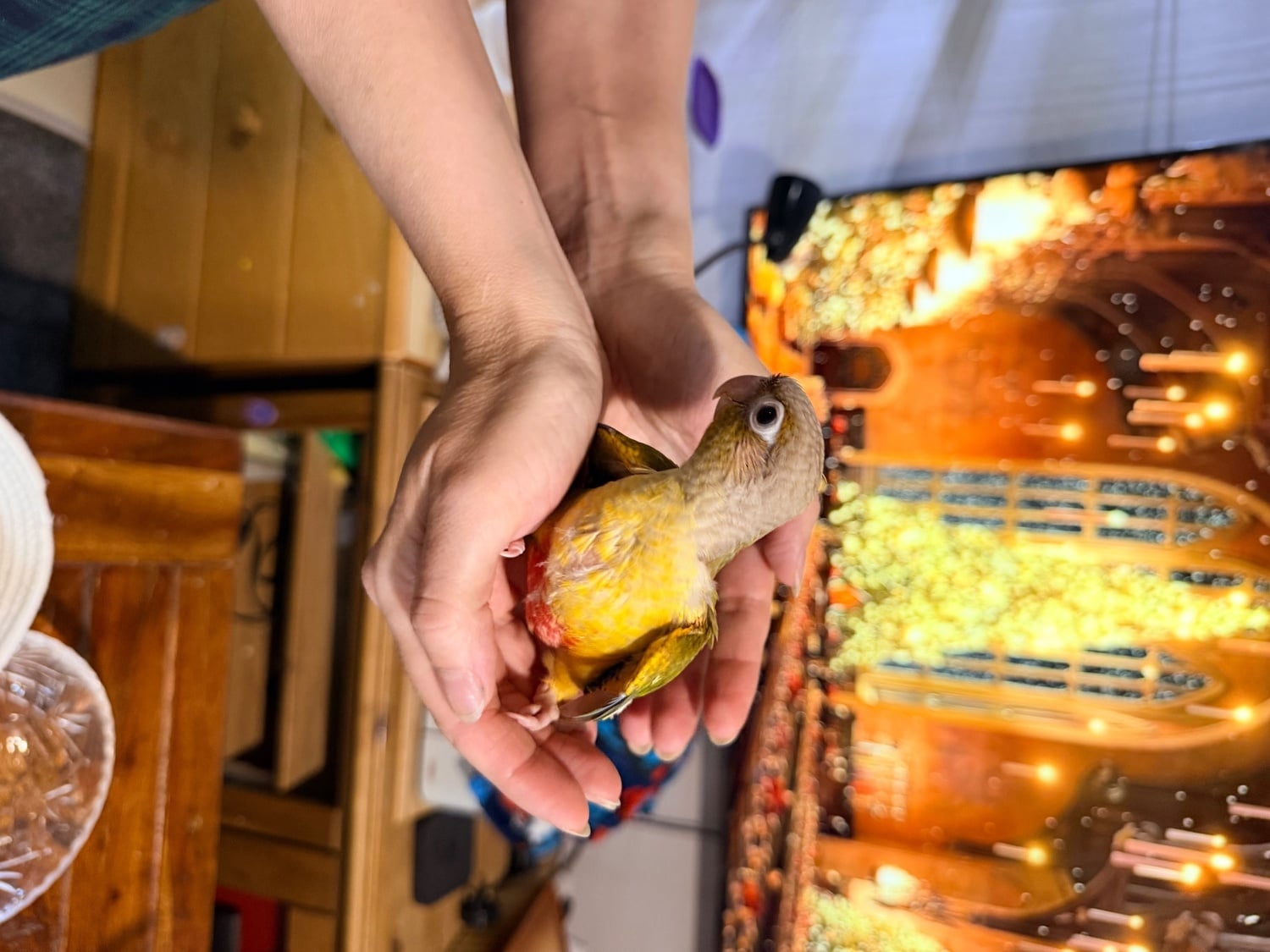 Hand-tamed Pineapple Green Cheek Conure babies – £380 each