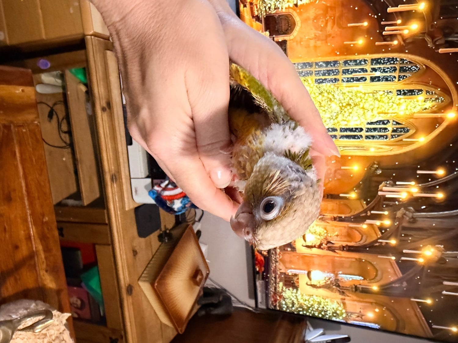 Swansea Hand-tamed Pineapple Green Cheek Conure babies – £380 each