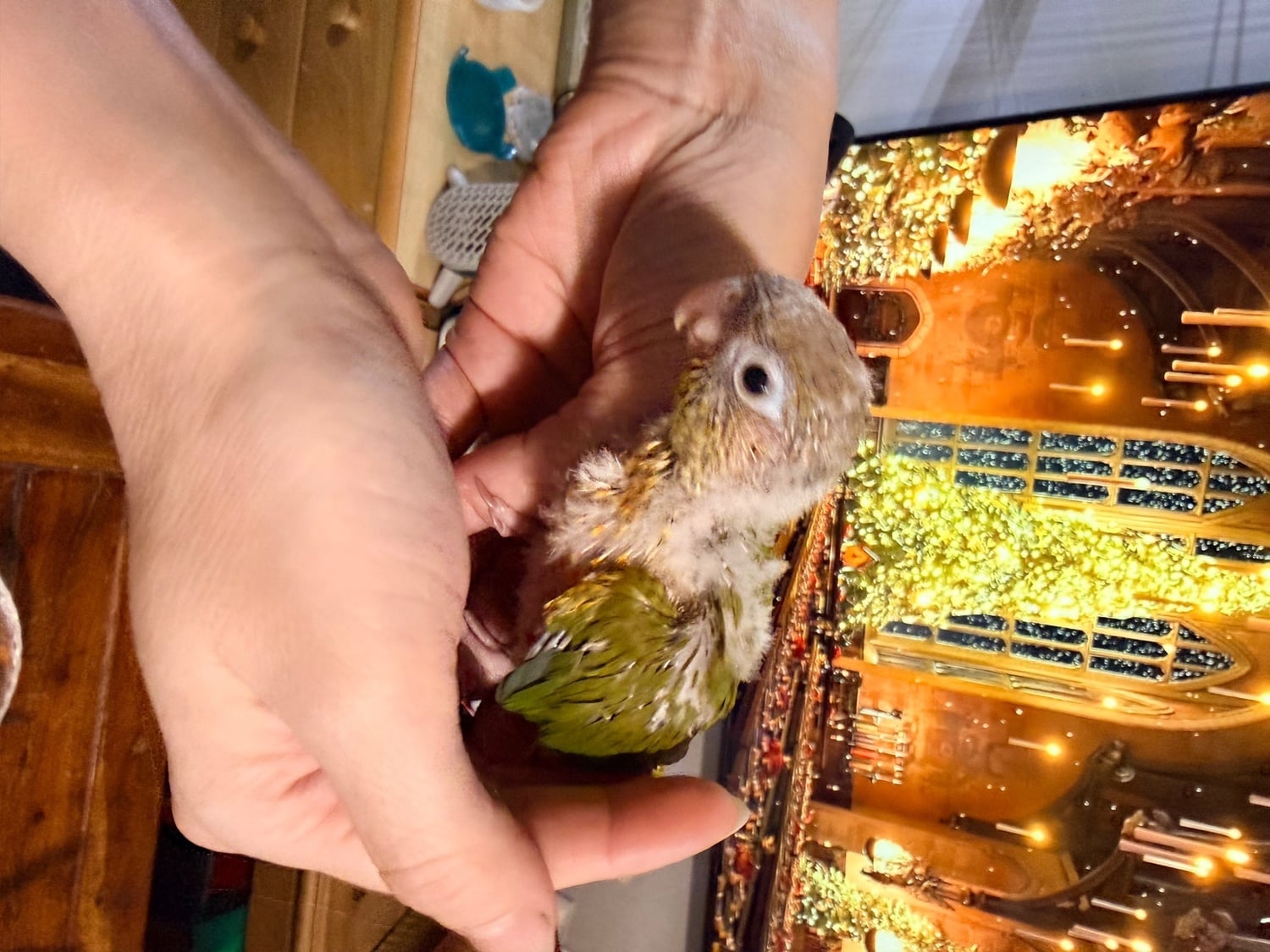 Hand-tamed Pineapple Green Cheek Conure babies – £380 each - Birds in Swansea