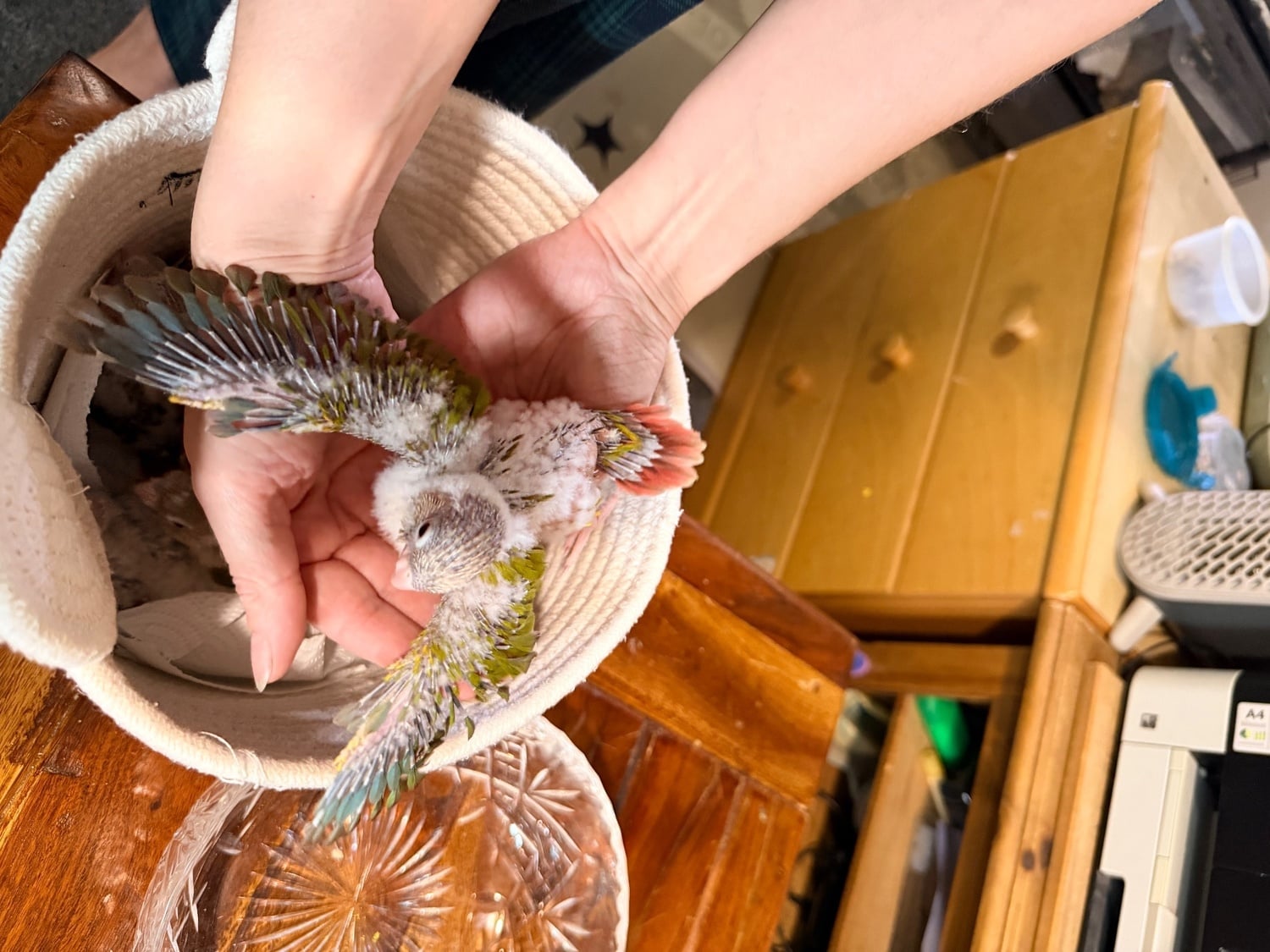 Hand-tamed Pineapple Green Cheek Conure babies – £380 each - Birds
