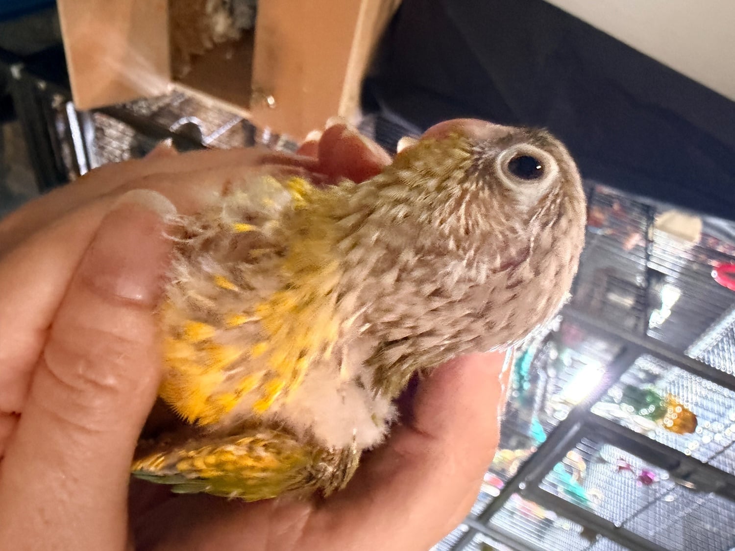 Beautiful Pineapple Green-Cheek Conure Babies – Ready by the End of October!  in Swansea