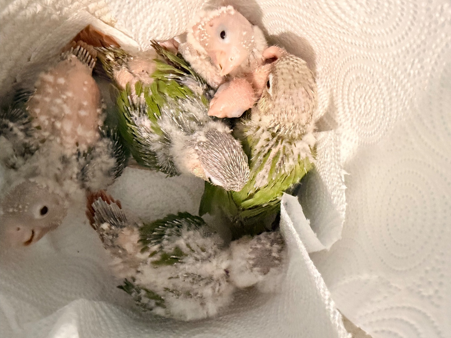 Beautiful Pineapple Green-Cheek Conure Babies – Ready by the End of October! 