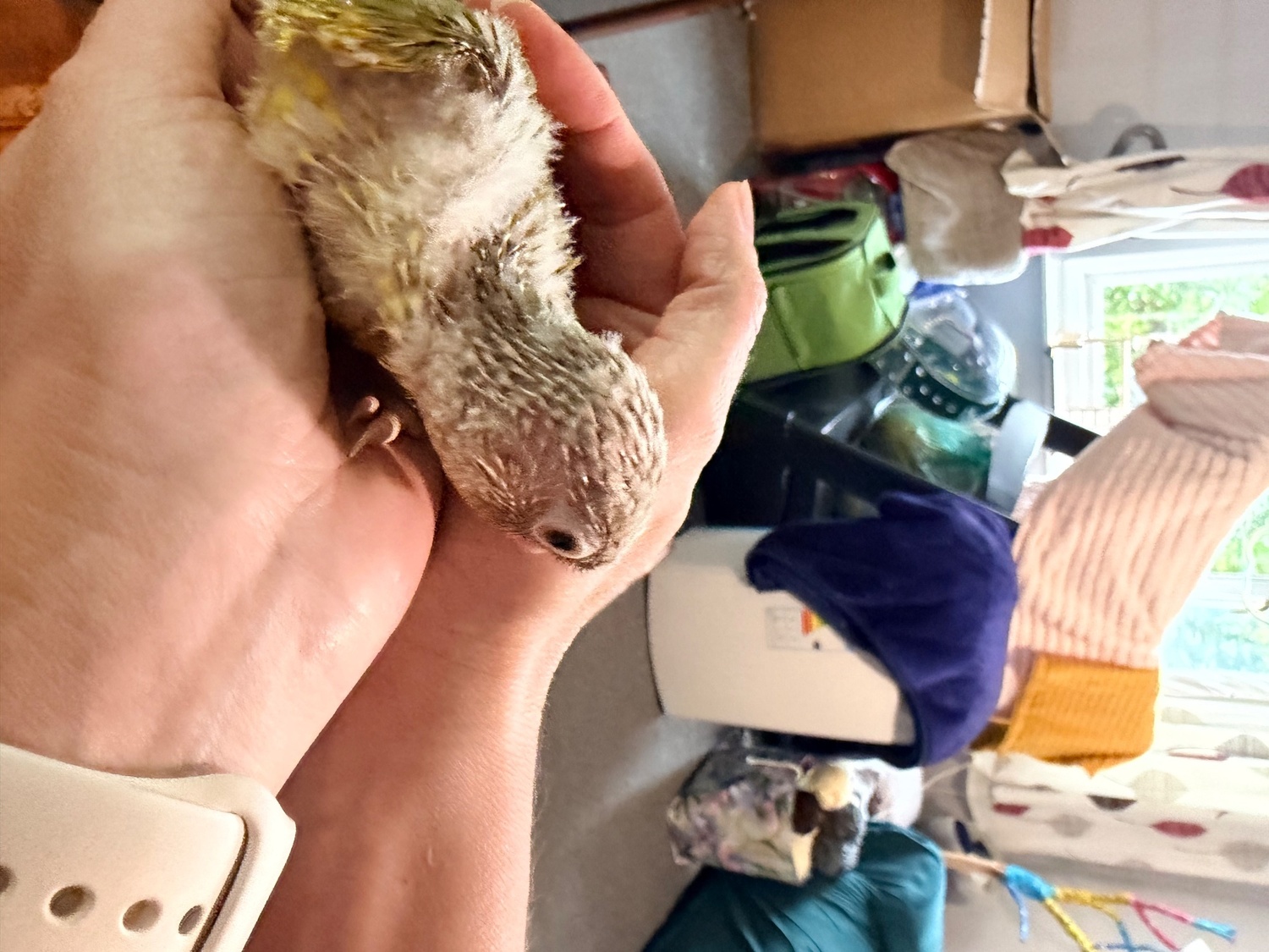 Swansea Beautiful Pineapple Green-Cheek Conure Babies – Ready by the End of October! 
