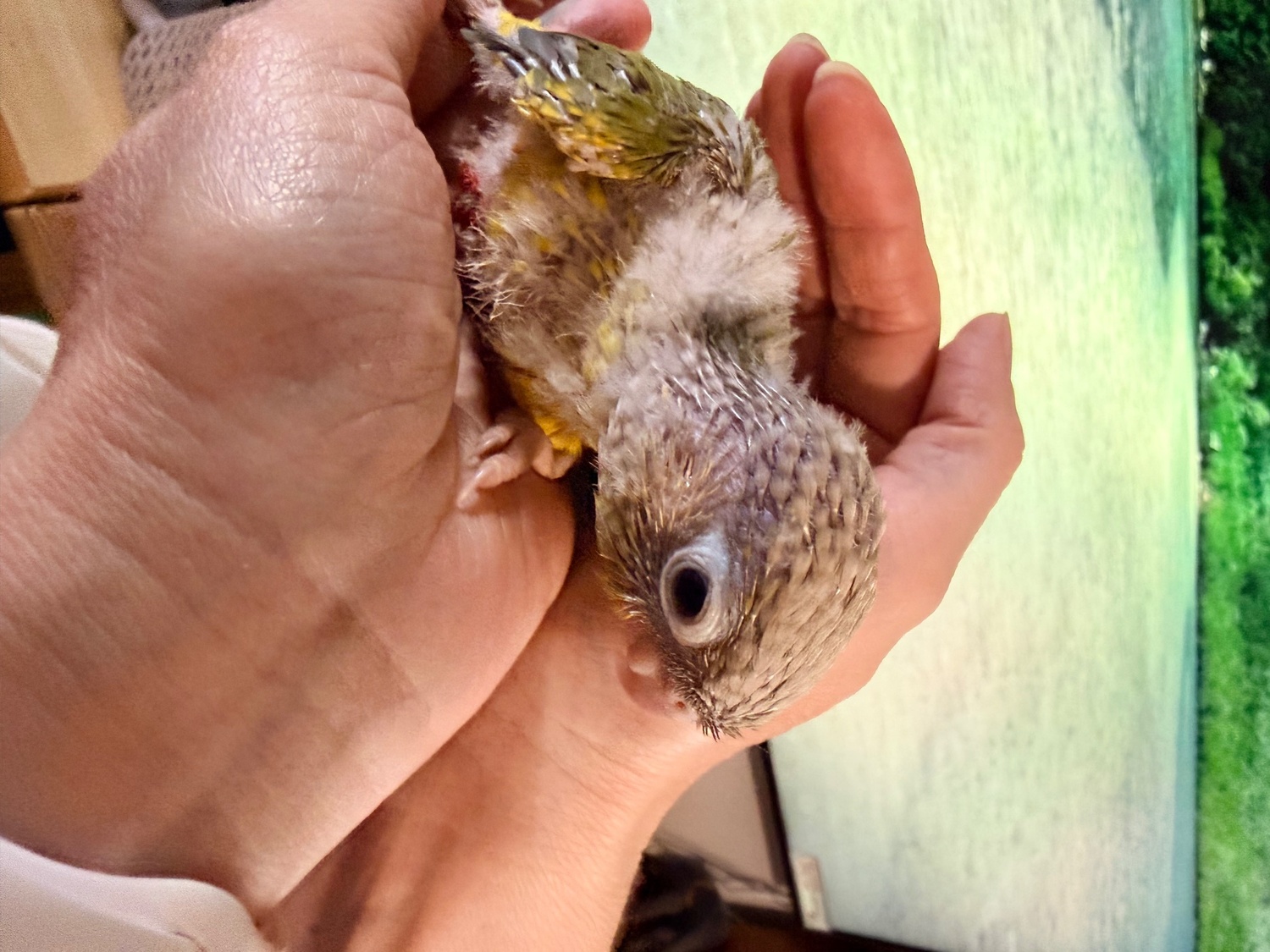 Beautiful Pineapple Green-Cheek Conure Babies – Ready by the End of October!  - Birds in Swansea