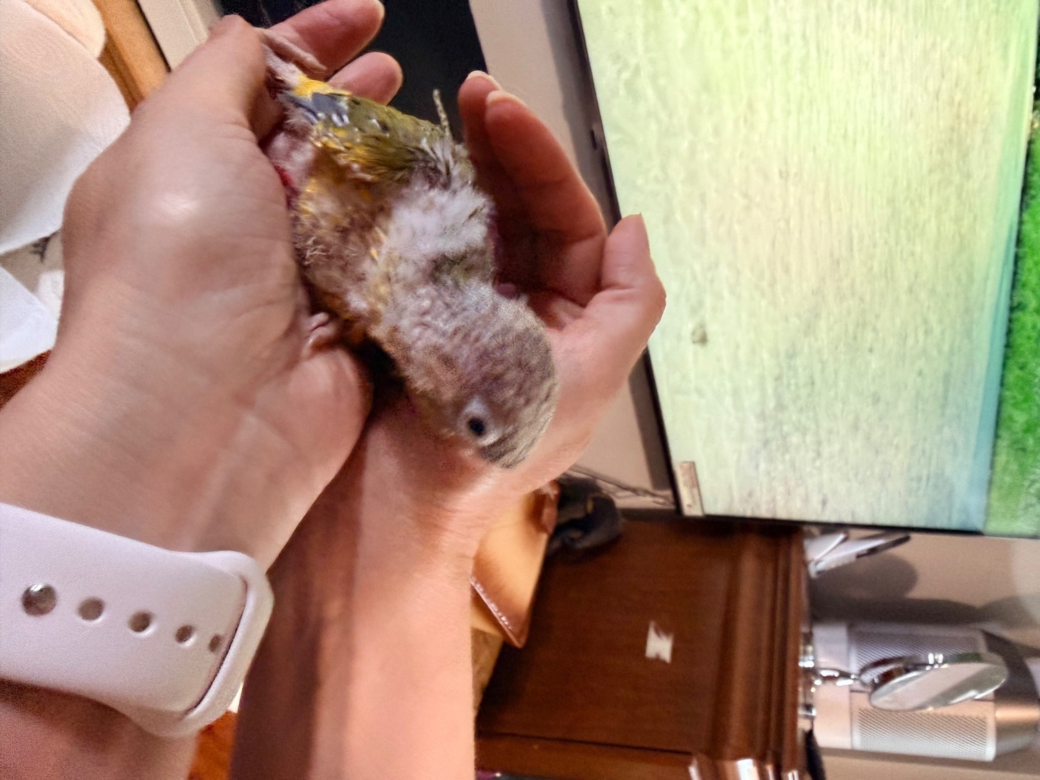 Beautiful Pineapple Green-Cheek Conure Babies – Ready by the End of October!  - Birds