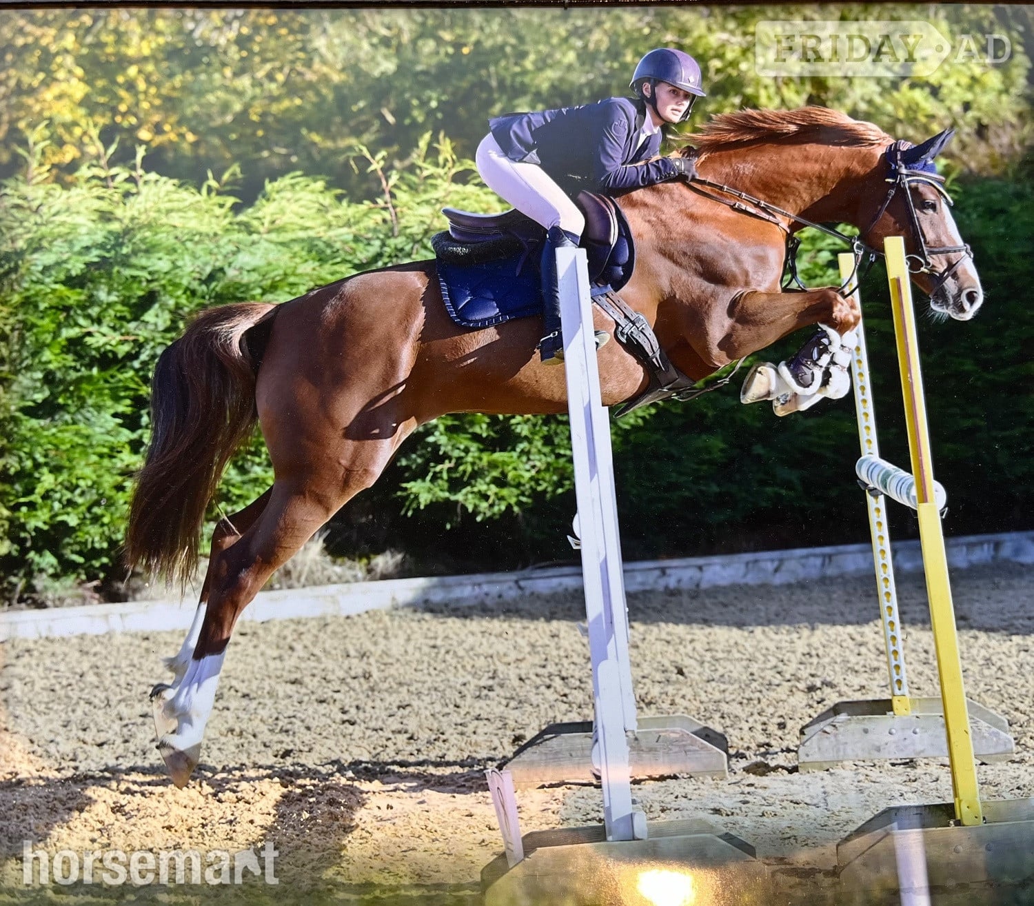 "Havana Gold (Lexi) " Chestnut Mare Show Jumper in Carlisle
