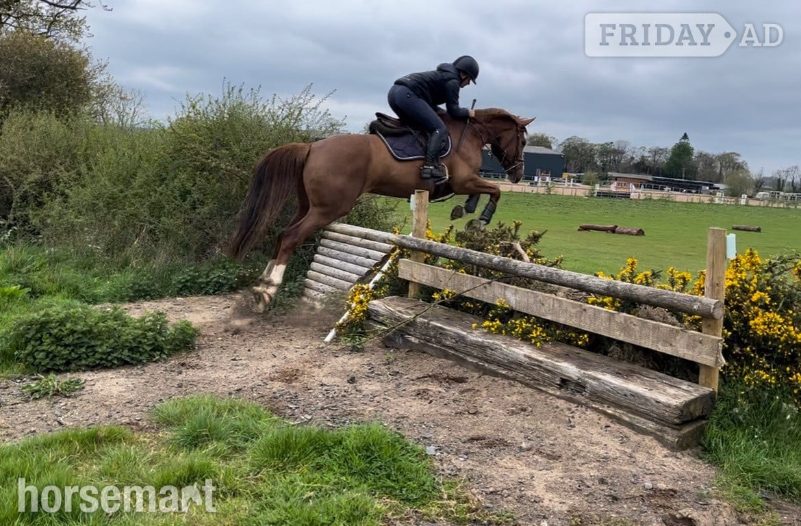 "Havana Gold (Lexi) " Chestnut Mare Show Jumper
