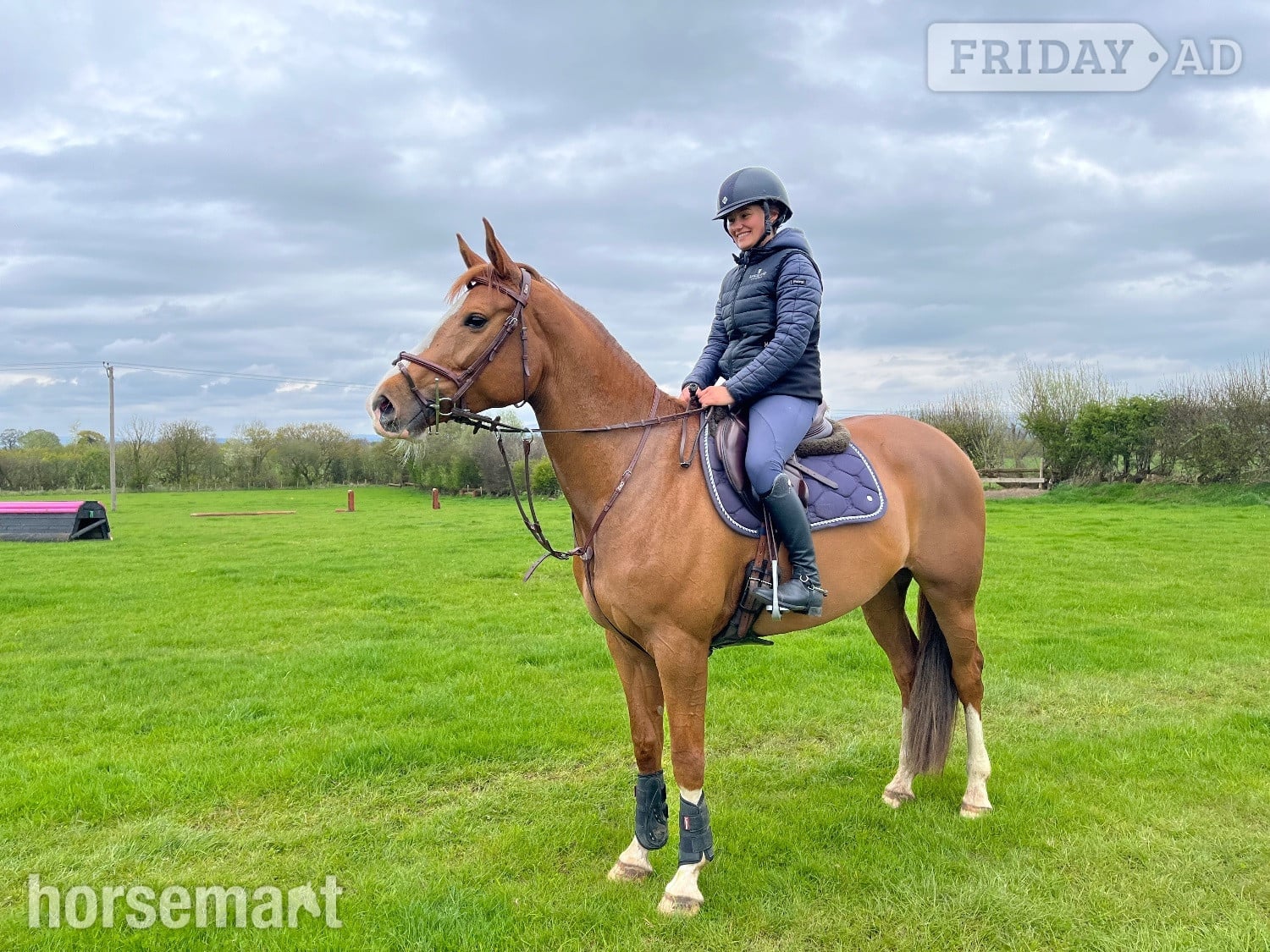 Carlisle "Havana Gold (Lexi) " Chestnut Mare Show Jumper
