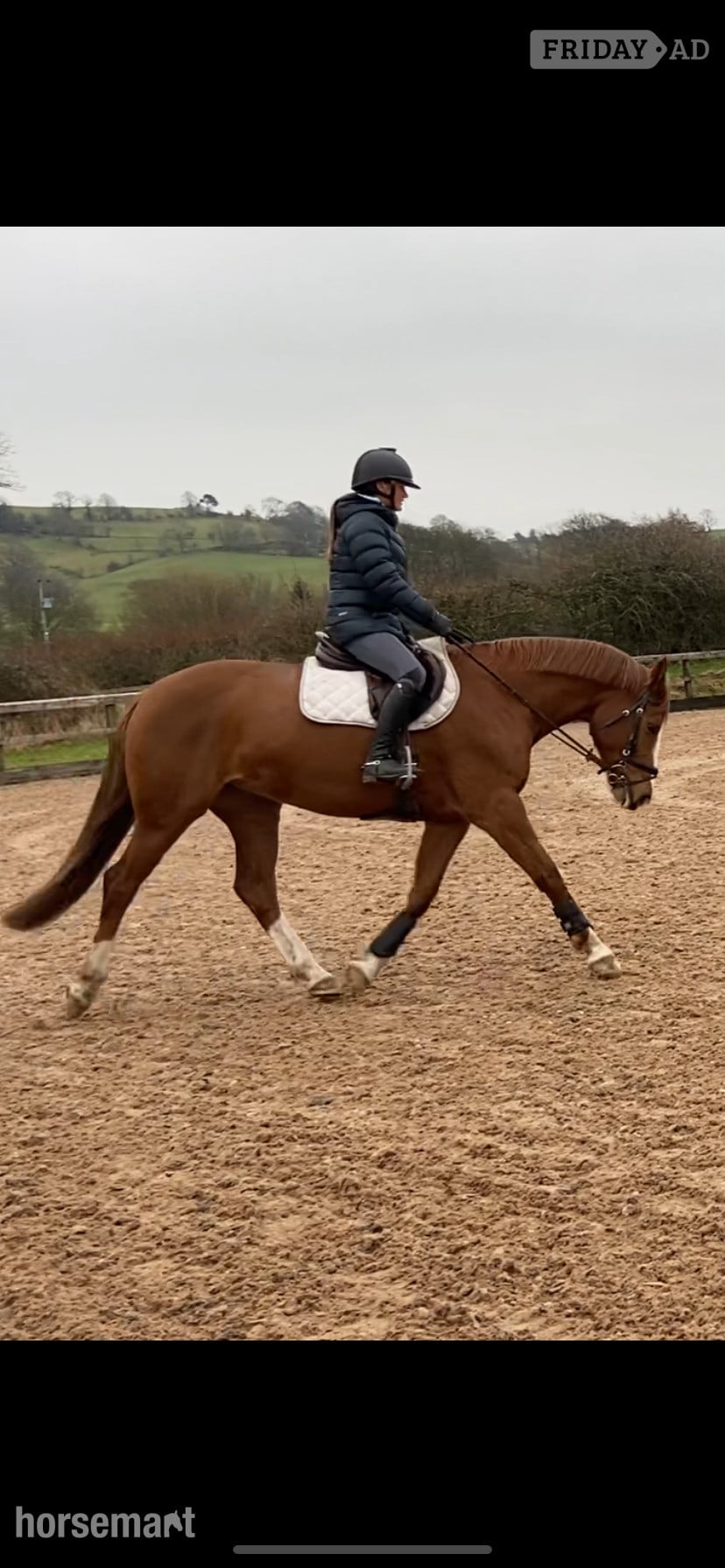 "Havana Gold (Lexi) " Chestnut Mare Show Jumper - Horses in Carlisle