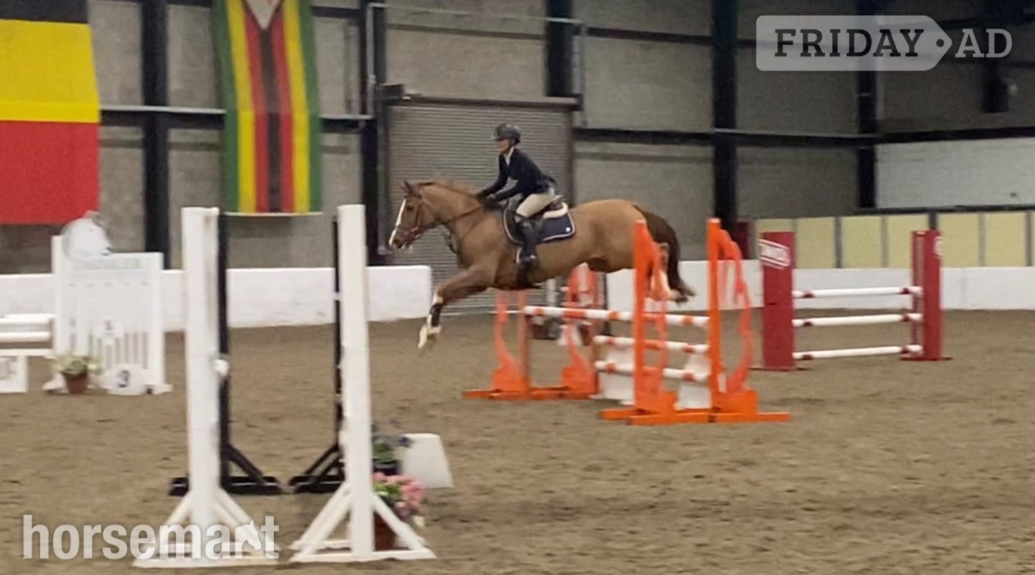 "Havana Gold (Lexi) " Chestnut Mare Show Jumper - Horses