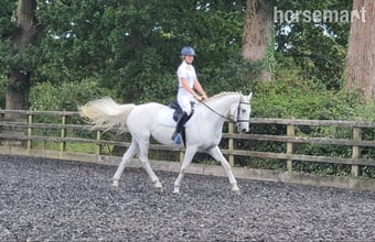 16hh Connemara x ISH Mare for 6‑Day Loan 