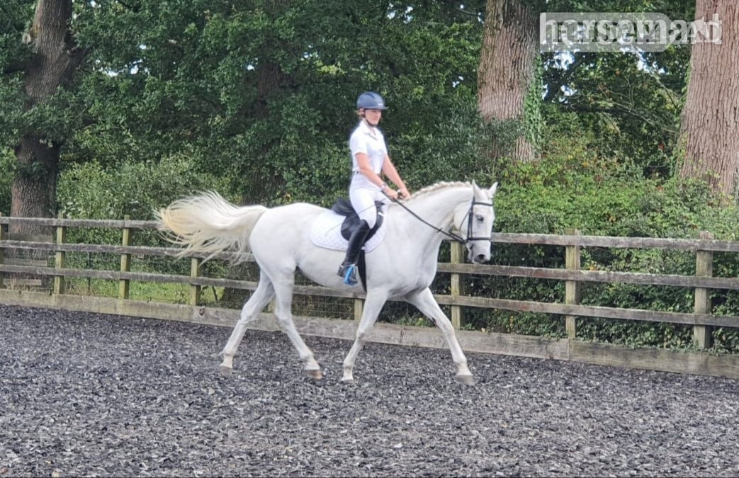 16hh Connemara x ISH Mare for 6‑Day Loan  in Storrington