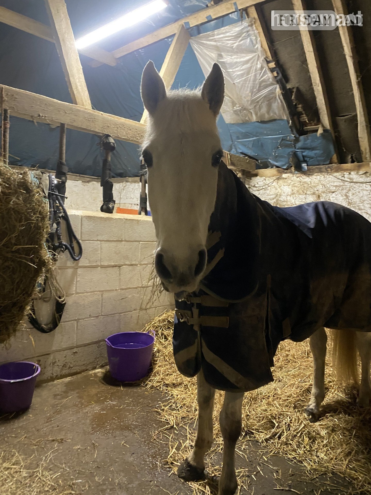 Storrington 16hh Connemara x ISH Mare for 6‑Day Loan 