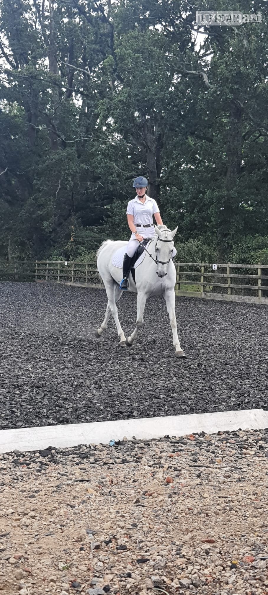 16hh Connemara x ISH Mare for 6‑Day Loan  - Horses in Storrington