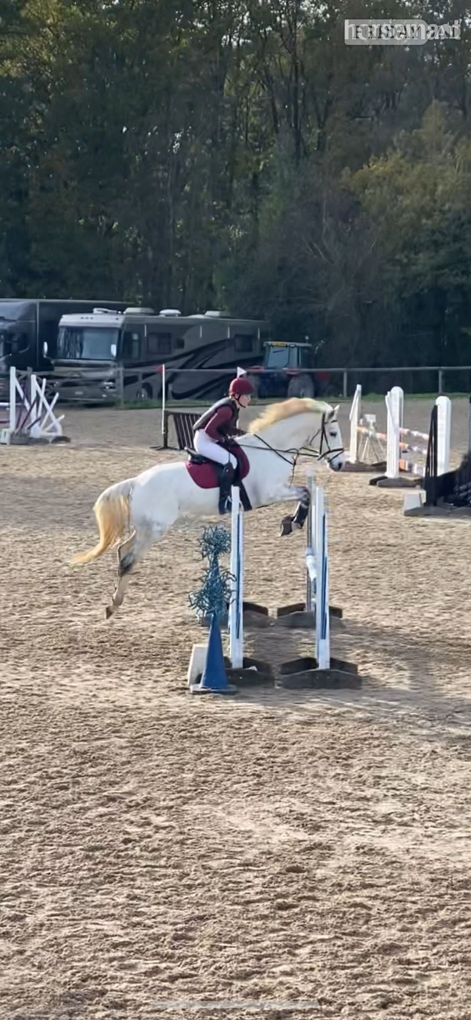 16hh Connemara x ISH Mare for 6‑Day Loan  - Horses