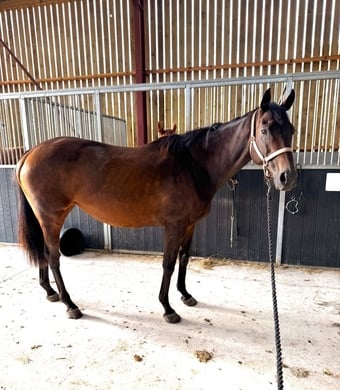 "Jazz"  Mare Ex Racehorse