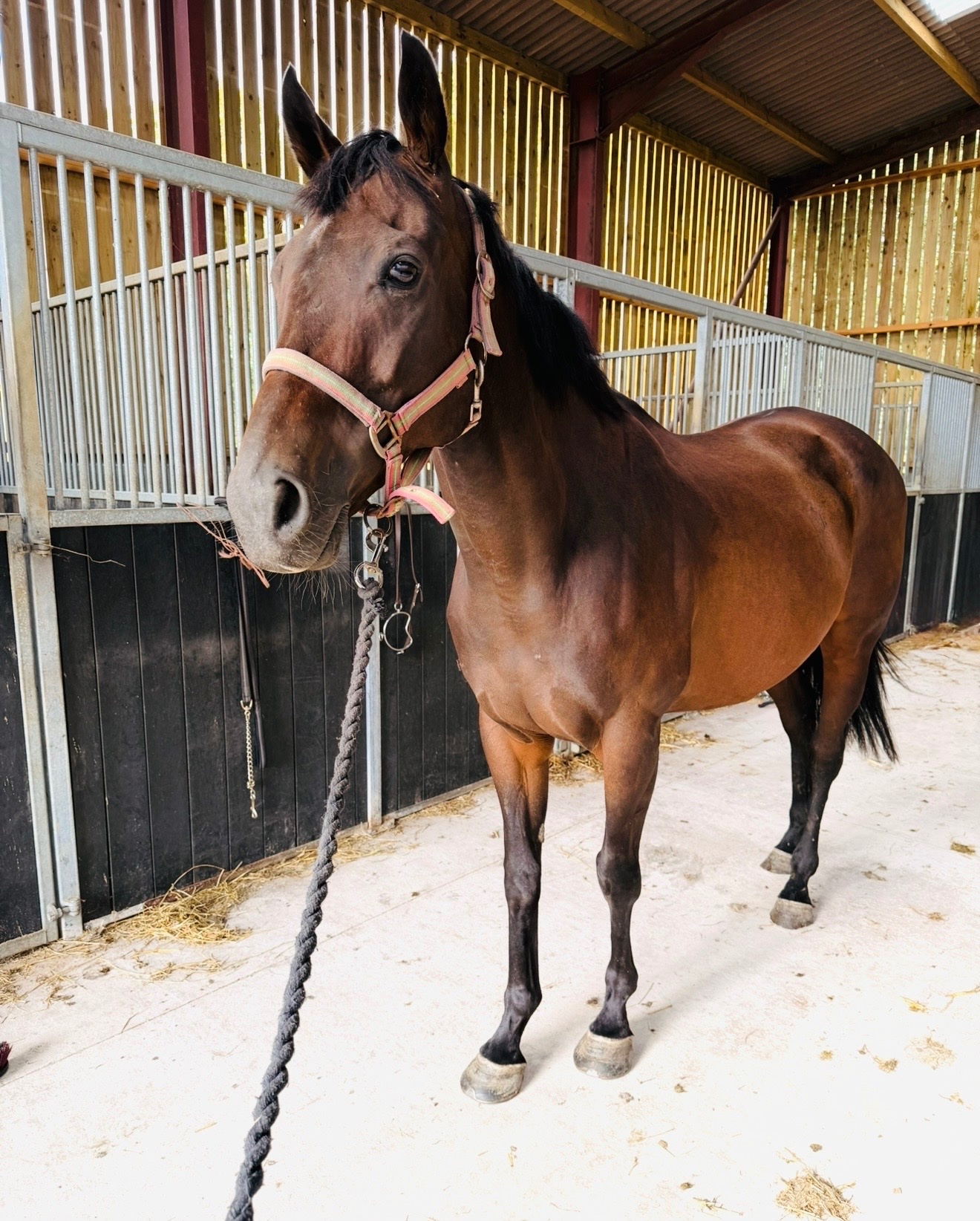 "Jazz"  Mare Ex Racehorse