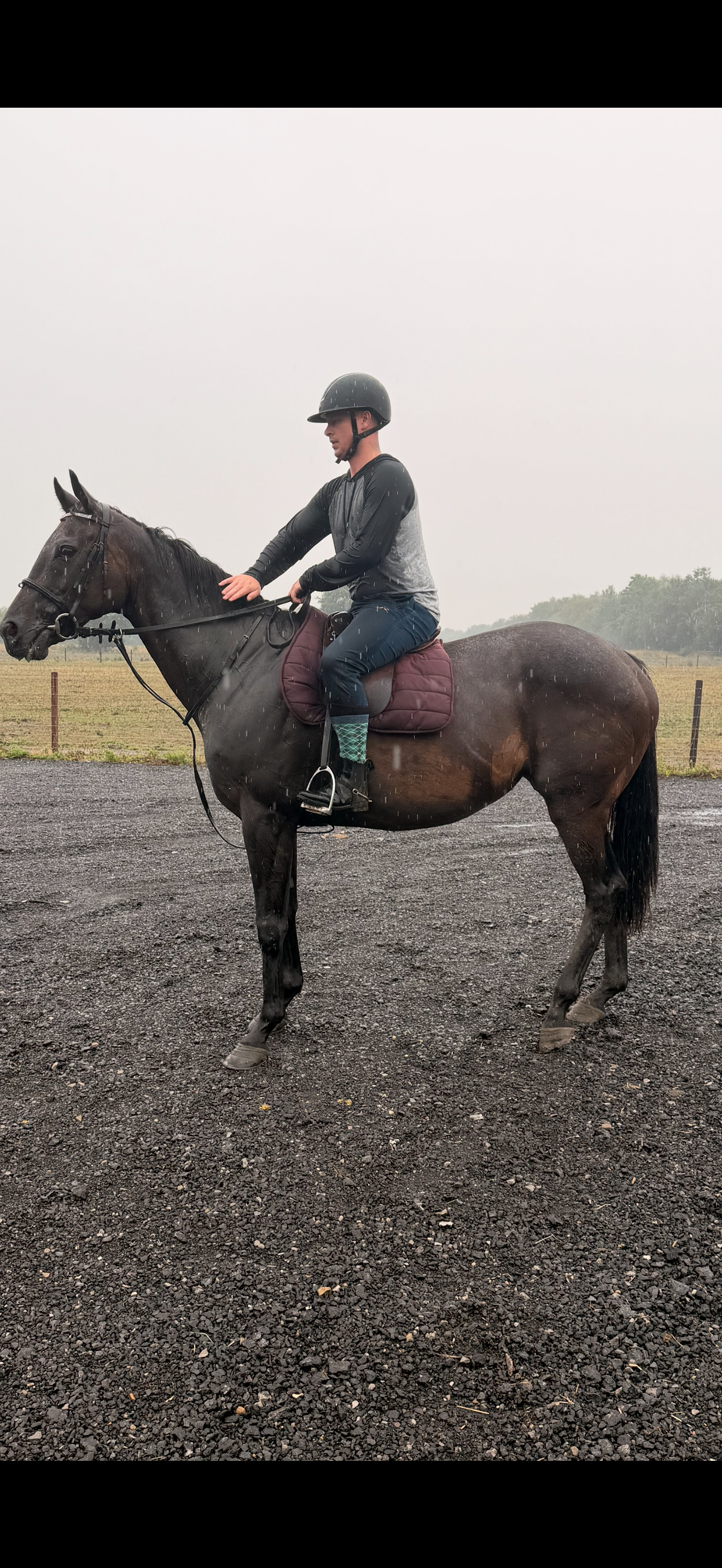 Snaith "Jazz"  Mare Ex Racehorse