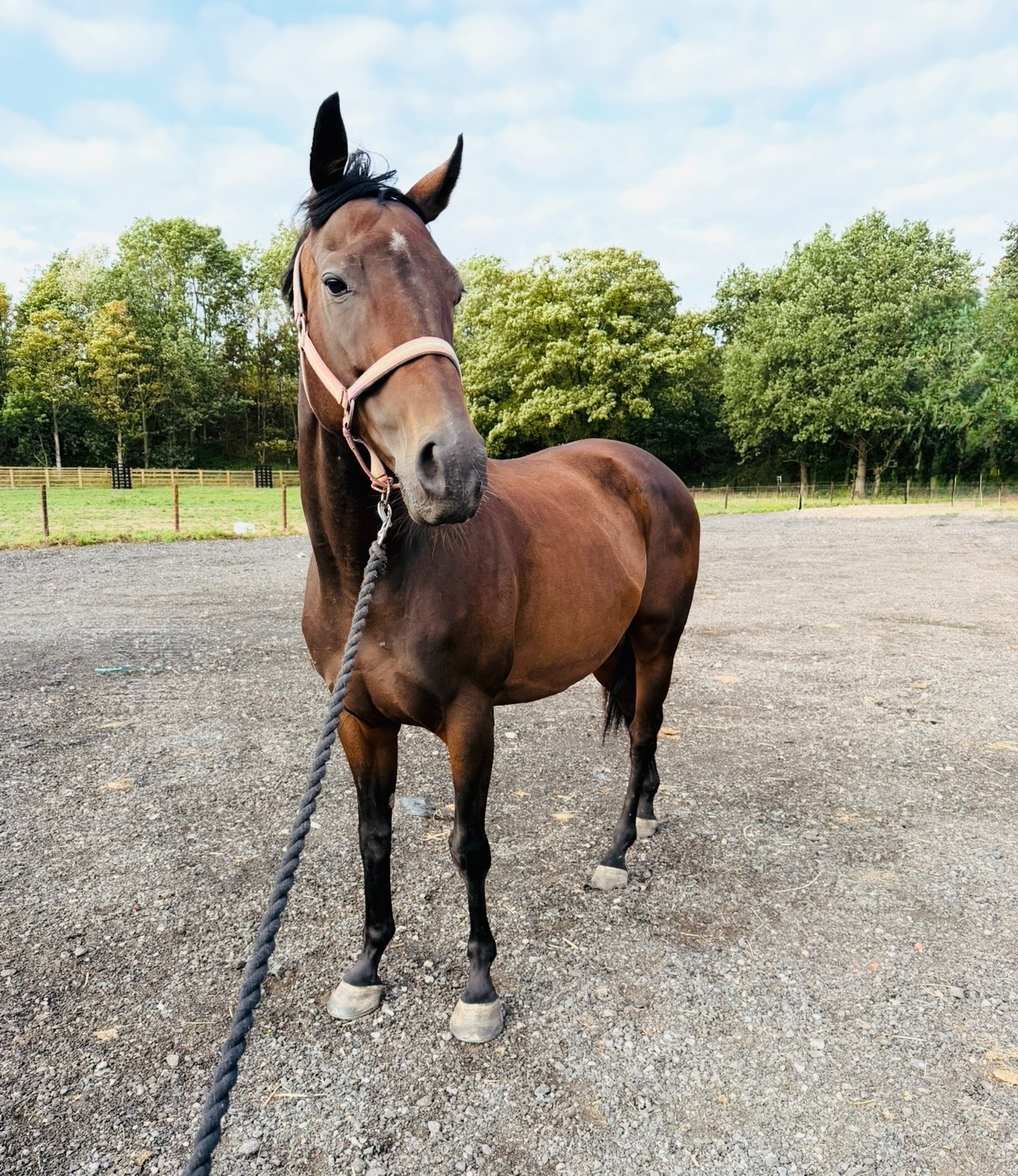"Jazz"  Mare Ex Racehorse - Horses in Snaith