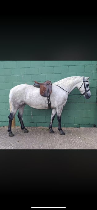 "Lady " Grey Mare All Rounder
