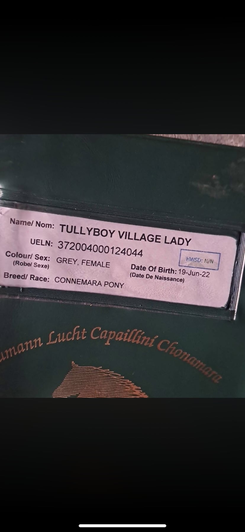 Leek "Lady " Grey Mare All Rounder